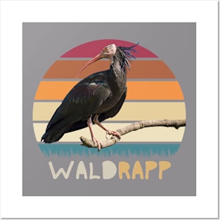 Waldrap ibis Posters and Art